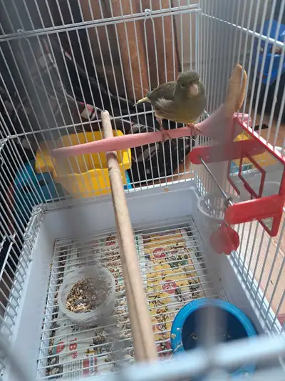 female canary for Male, View more