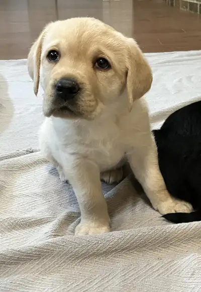 CKC Registered Black & Yellow Labrador Puppies, View more