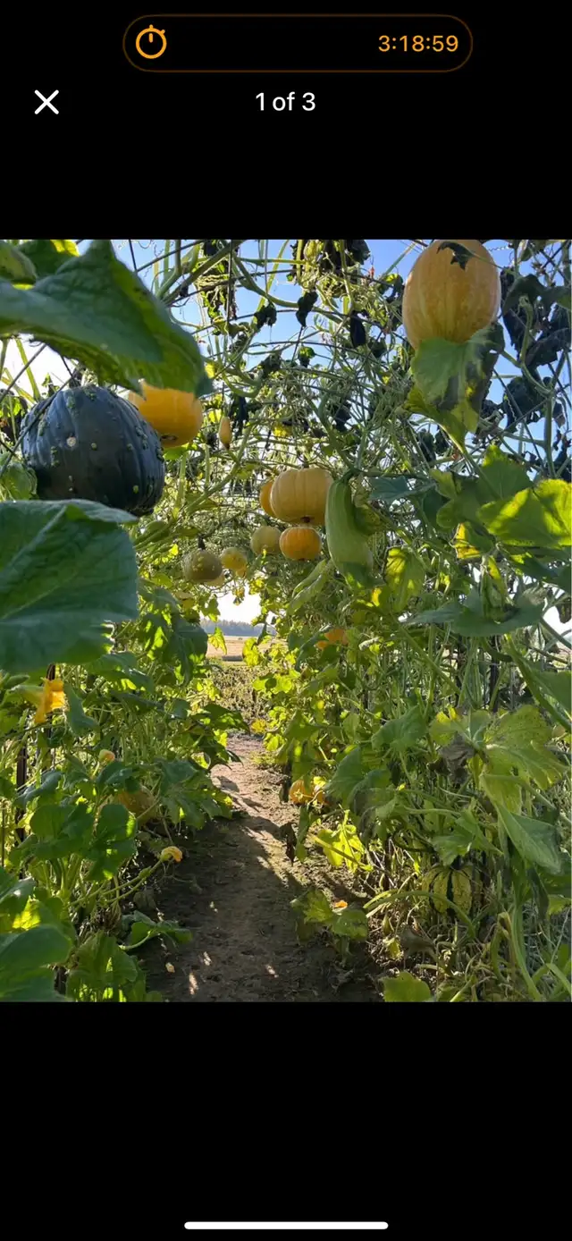 u- pick pumpkin patch
