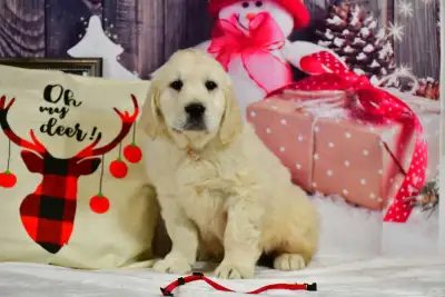 English Cream CKC Registered Golden Retriever Puppies, View more