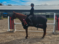 Horseback riding Lessons with certified coach