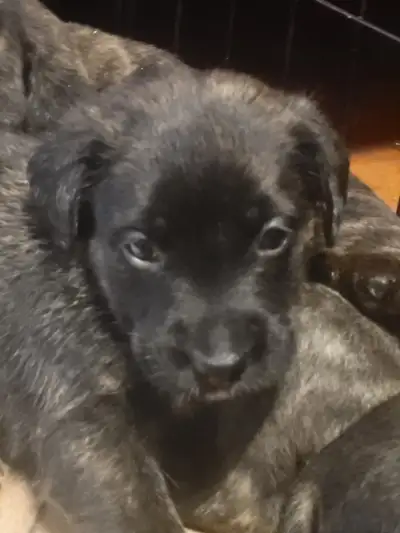 Mastiff X shepherd puppies, View more