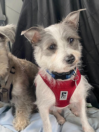 RUFUS est avec/is with Petra Dog Adoption,  A  Rescue