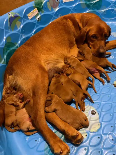 Fox Red Lab Puppies, View more