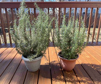 Rosemary plants for sale