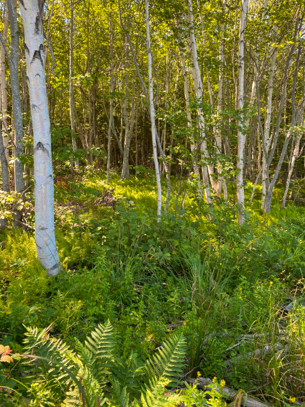 land for sale in Land for Sale in Cape Breton - Image 3