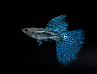 Wanting to Trade fish and aquarium stuff for dehydrator, View more