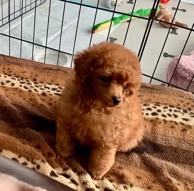 We are offering a beautiful purebred puppy from champion bloodlines, lovingly raised in our home wit...