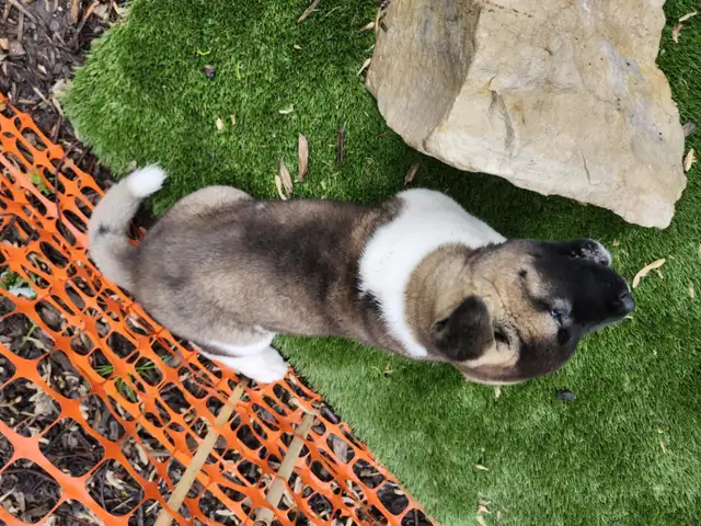 Purebred Akita Puppies in Dogs & Puppies for Rehoming in Windsor Region - Image 7