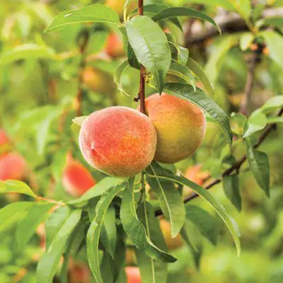 Huge Selection of Fruit Trees READY TO FRUIT $95 plus hst each from O'Hagan Trees! 5-6ft tall at pur...