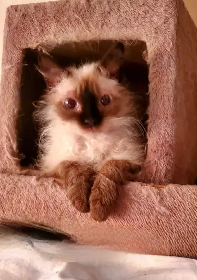 HYPOALLERGENIC KITTENS!!!, View more