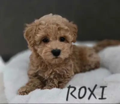 Toy Poodle for Rehoming, View more