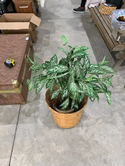 Brighten up any space with this lovely potted plant! It's a beautiful addition to any home or office...