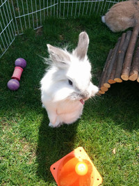 Indoor and outdoor exercise and activities for your bunnies.
