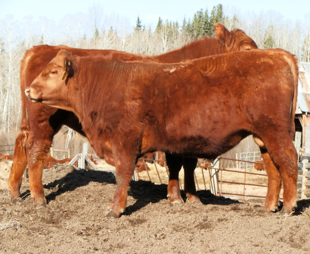 PUNCHAW PUREBRED  YEARLING RED ANGUS BULLS in Livestock in Prince George
