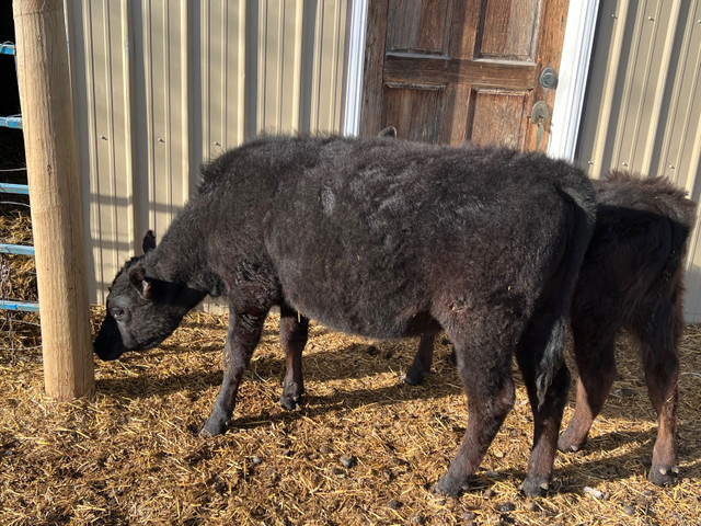 Angus heifer in Livestock in Portage la Prairie