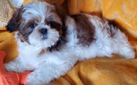 adorable ShihTzu puppies to be rehomed