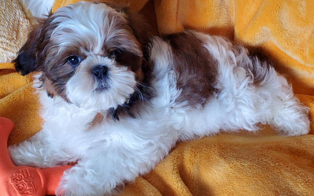 ShihTzu puppies to be rehomed in Dogs & Puppies for Rehoming in New Glasgow - Image 3