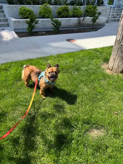 Adult French Bulldog, View more