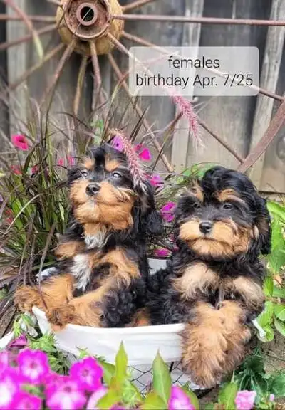 Cavapoo puppies. , View more