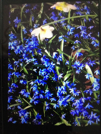 Bulbs of spring blue flowers for sale 