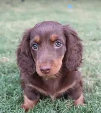 Incredible Miniature Dachshund Puppies ~ Trained&Socialized