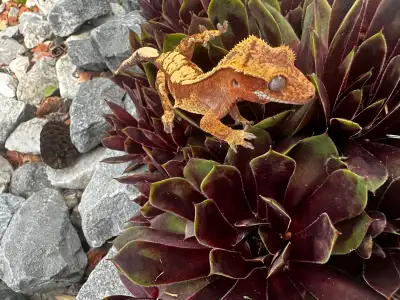 Red Harlequin, Crested gecko. Hatched September 28, 2024. Eating, Pangea and crickets. Currently wei...
