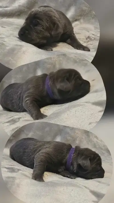 The most beautiful Cane Corso puppies ! Ready to go home July 17th Puppies will have their; 1st vacc...