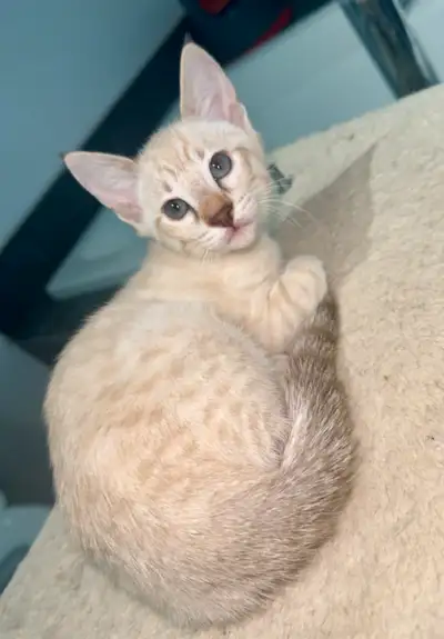 Chatons Savannah F5 SBT aux longues oreilles et grandes pattes se cherche une famille pour la vie 1...