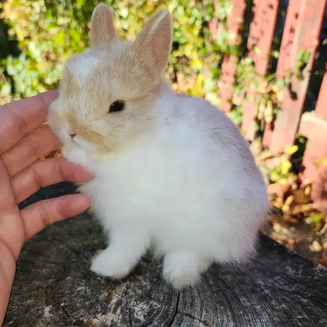 EXTRAORDINARY NETHERLAND DWARF, HOLLAND LOP,  ANGORA BUNNIES in Small Animals for Rehoming in North Bay - Image 8
