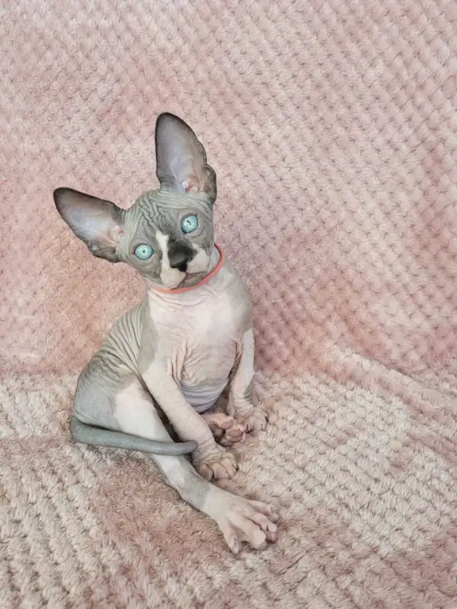 Sphynx kittens - 3 males left! in Cats & Kittens for Rehoming in St. Albert - Image 3