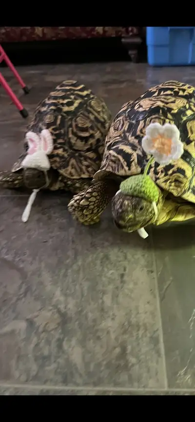 Giant South African Leopard Tortoise, View more