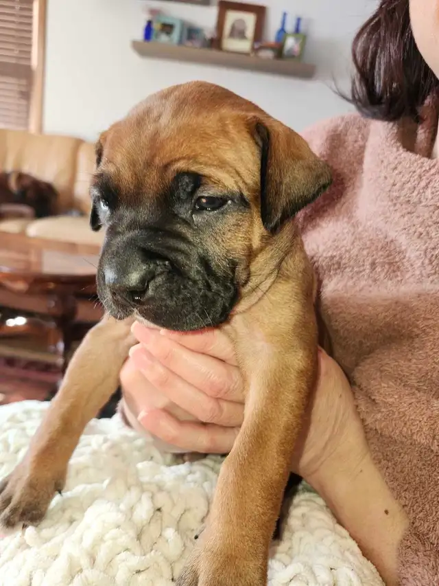 Bullmastiff,  Presa Canario, Pit Mix Puppies in Dogs & Puppies for Rehoming in Leamington - Image 4