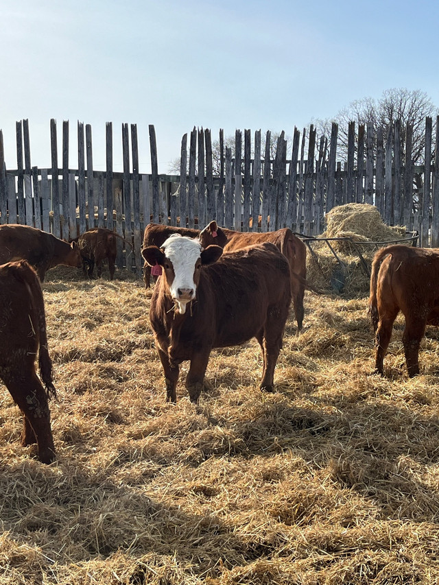Open heifers for sale in Livestock in La Ronge - Image 4