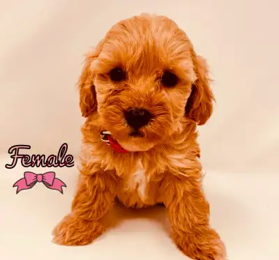 ***Update: 3 left!*** This beautiful litter of mini f1bb golden doodle puppies will be ready to join...