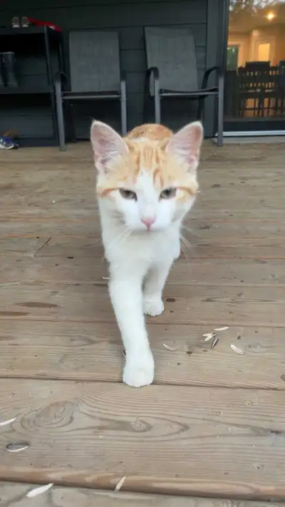 Cat for sale!!, View more