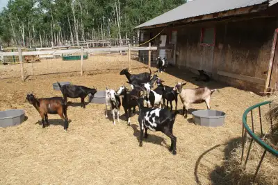 12 yearling Kiko doelings (sold pending pickup), View more