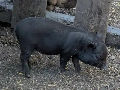 Pot bellied piglet pig, View more