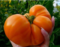 Fresh And Rare Heirloom Tomato  and Pepper Seeds For Sale..!!