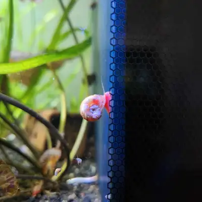 Aquarium Cleaning Snails! Keep Your Tank Clean, View more