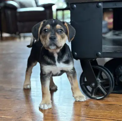 Mastiff mix male puppies, View more