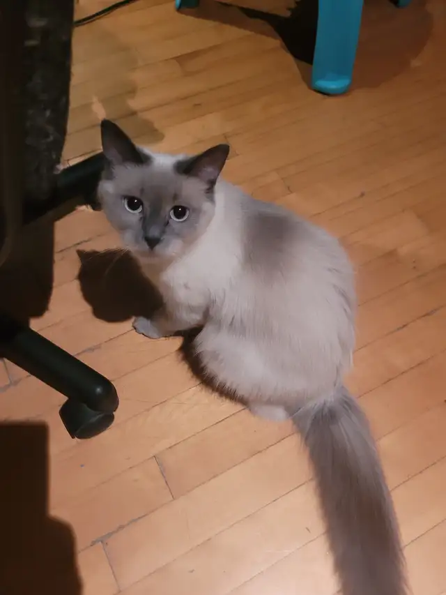 Blankinette et nounours se cherchent une famille pour la vie! in Cats & Kittens for Rehoming in Trois-Rivières - Image 3