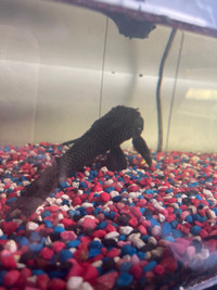 Pleco for rehoming 