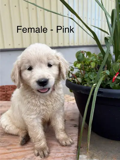 Golden Retriever Puppies, View more