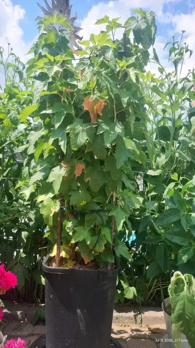 large black currant plant Only 60$ Brampton L6Y4R5 , View more