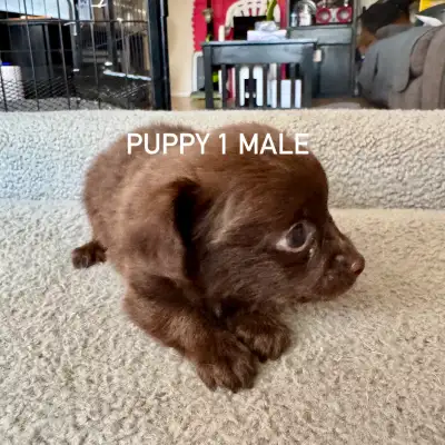 POMCHI PUPPIES READY TO GO HOME, View more