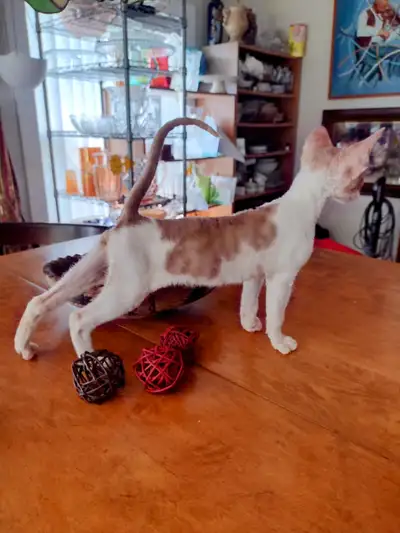 I have one male Cornish rex kittie who is seeking his for ever home. Had his vet visit and first nee...