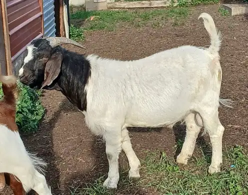 Boer Doeling Goats.  These female goats were born April 7 - 17. in Livestock in Lloydminster - Image 9