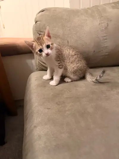 Kittens for rehoming, View more