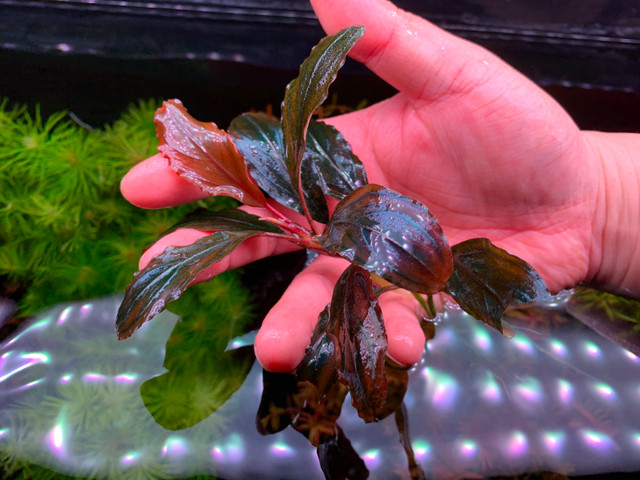 Bucephalandra Brownie Ghost Plant Live Aquarium Plants Easy in Fish for Rehoming in City of Toronto - Image 3